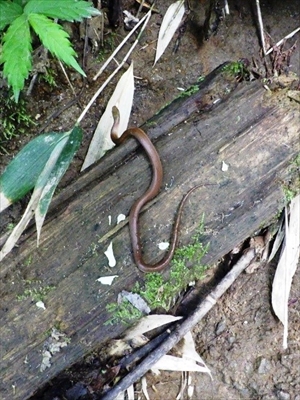 歩道を横断するジムグリの幼蛇
