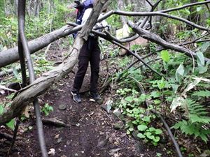 歩道上に倒木があり、脇道ができていたためこの倒木の撤去を行いました。