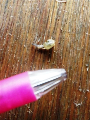 小さなカタツムリを発見