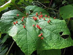 ヤマブドウの葉についているのは、赤色円錐形の虫えい（虫こぶ）の一種で、ブドウトックリタマバエの幼虫がブドウの葉に寄生してできたもの。
