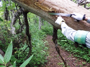 歩道上に倒木があり、安全確保のため枝を切り取り