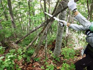 歩道上にかかる枯れ枝、歩道脇のササ等を安全確保のため撤去