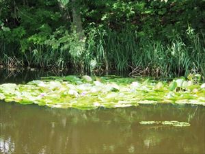 瑞穂の池の水蓮の花