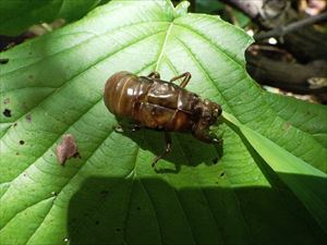 セミの抜け殻