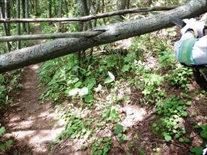 歩道上に倒木があり、撤去