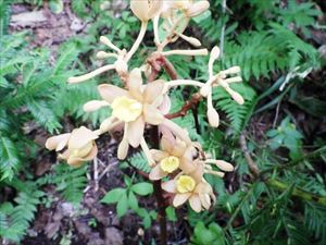 ツチアケビの花。無葉ラン