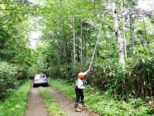 林道の頭上に枯れ枝があり、危険防止のため撤去