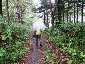 雨天にもかかわらず傘をさして入林している方が数名