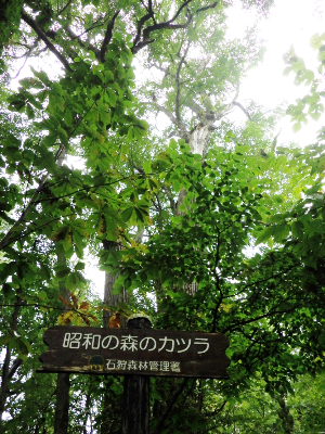 昭和の森のカツラ