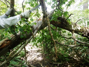 歩道上に倒木があり、撤去