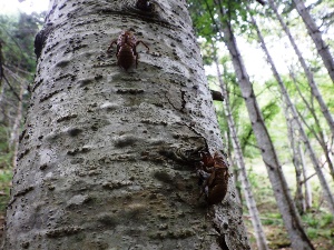 セミの抜け殻