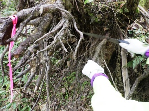 歩道上に枯れ根が突出しており、危険防止のため切り取り