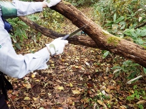 歩道上に倒木があり、安全確保のため撤去