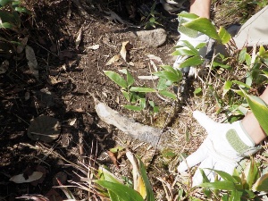 歩道上に枯れ根が突出しており、危険防止のため刈り取り