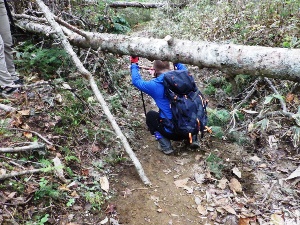 歩道上に倒木があり、下をくぐらなければならない状態