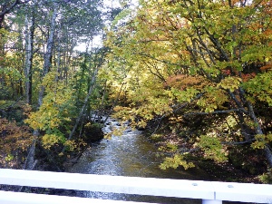 空沼橋上から見た真駒内川と色づいた黄葉の様子