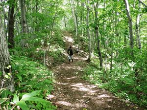 本日は、砥石山（中の沢コース～小林峠との分岐点）を巡視しました。