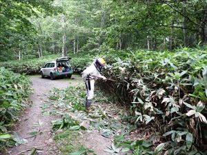 沼岳入林口に向かう林道のササ等が通路に覆いかぶさっていたため、刈り取りを行いました。