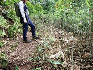 歩道はササ狩りがされており、大変歩きやすくなっていました。