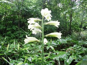 林内ではオオウバユリの花が次々と咲き始めています。