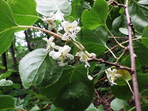 サルナシの花