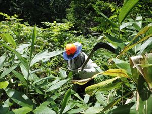 歩道上にササが繁茂しており、歩道がわかりにくくなっていた為、刈り取りを行いました。