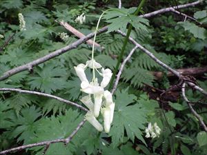 初夏に淡黄色の花を咲かせるエゾノレイジンソウ