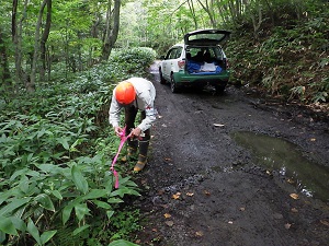 車道（歩道）脇が決壊している箇所があり、危険防止のためピンクテープ等を使って注意喚起を行いました。