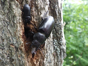 樹液に群がるクワガタたち