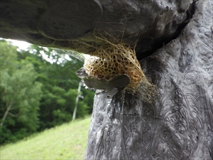 クスサン（ヤママユガ科）の繭