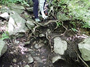 急登部分に枯れ根が突出しており、危険防止のため刈り取りを行いました。