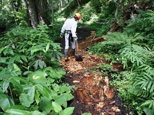 歩道が悪路となっていたため、倒木などを利用して補修を行いました。