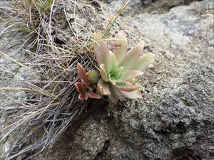 花が咲く前のイワベンケイ