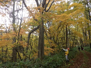 歩道上の枯れ枝