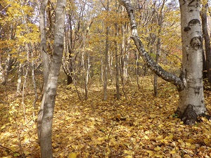 西口手前の紅葉の様子