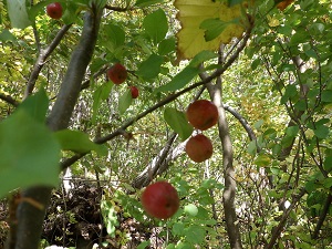 エゾノコリンゴ