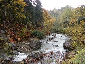 無意根山元山コースへ向かう途中の白井川