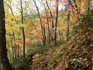 同様に紅葉の様子