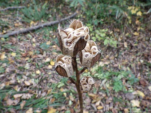 オオウバユリの種