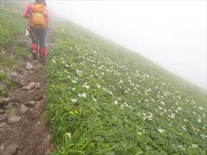 9合目付近で見える花畑