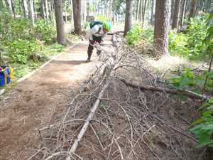 歩道の倒木も処理