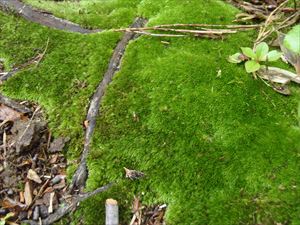 歩道脇の木々には多くの苔が生えています。