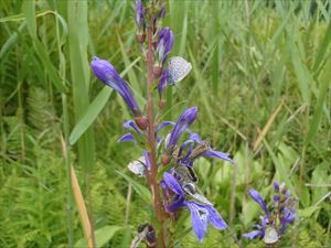 木道脇に咲くサワギキョウには、多くのシジミチョウがとまっていました。