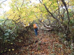 後志地域の紅葉も進み、歩道は落ち葉でフカフカしていました。