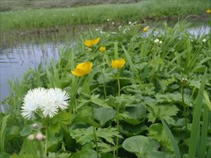 カラマツソウ（白） シナノキンバイソウ（黄）