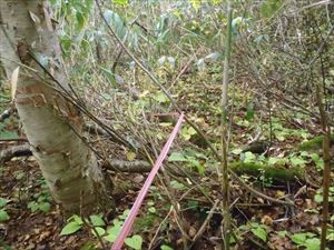 これはタケノコ採りで遭難しないように笹藪の中に張られたビニール紐。