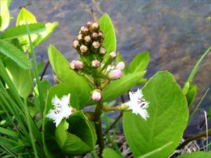 共和町の町花、ミツガシワも咲き始めました