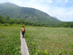 木道沿いは、ワタスゲとイソツツジが見頃です。