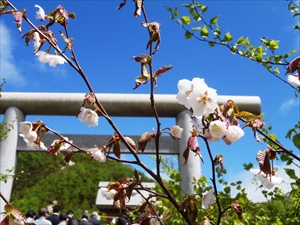 鳥居前にはまだ桜が咲いていました