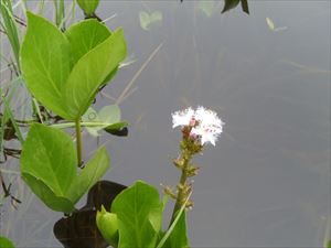 沼には共和町の町花「ミツガシワ」が咲き始めました。